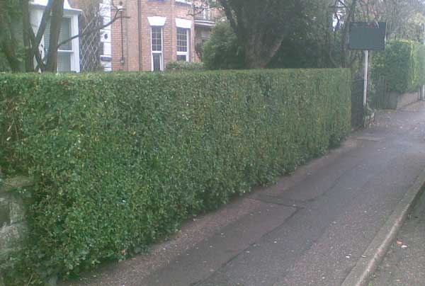 Hedge Trimming Bournemouth