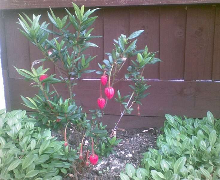 Seasonal Garden maintenance Dorset