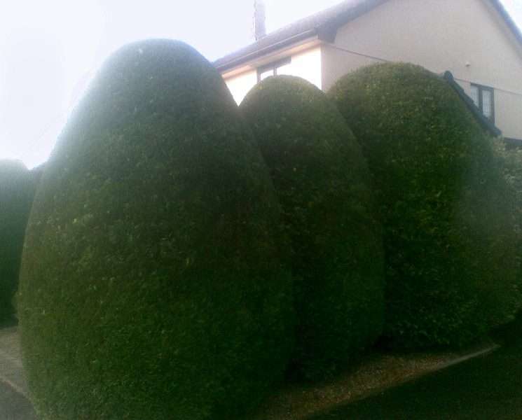 Hedge Maintenance & Shaping Services