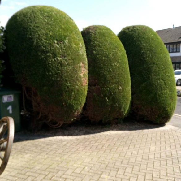 Hedge Maintenance & Shaping Services