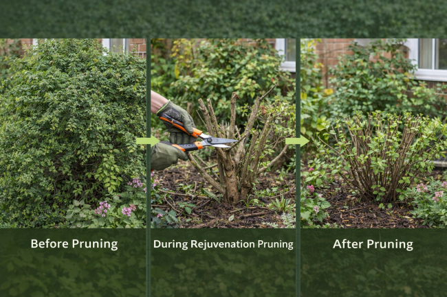 rejuvenation pruning overgrown shrubs blandford forum