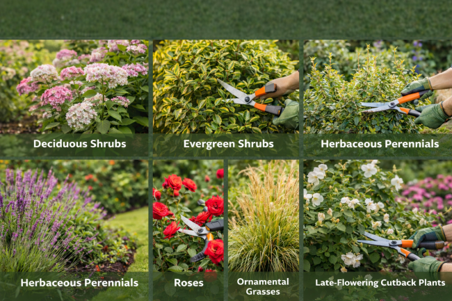 types of shrubs and plants pruning blandford forum